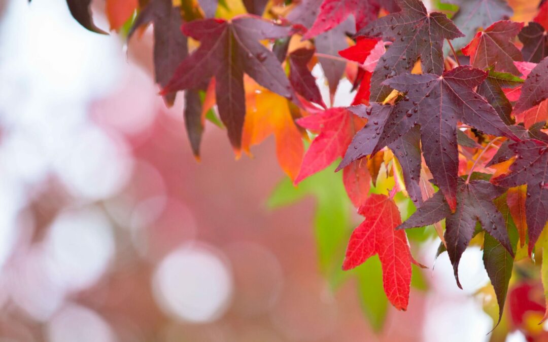 Preparing for Autumn: Your Guide to HVAC Maintenance