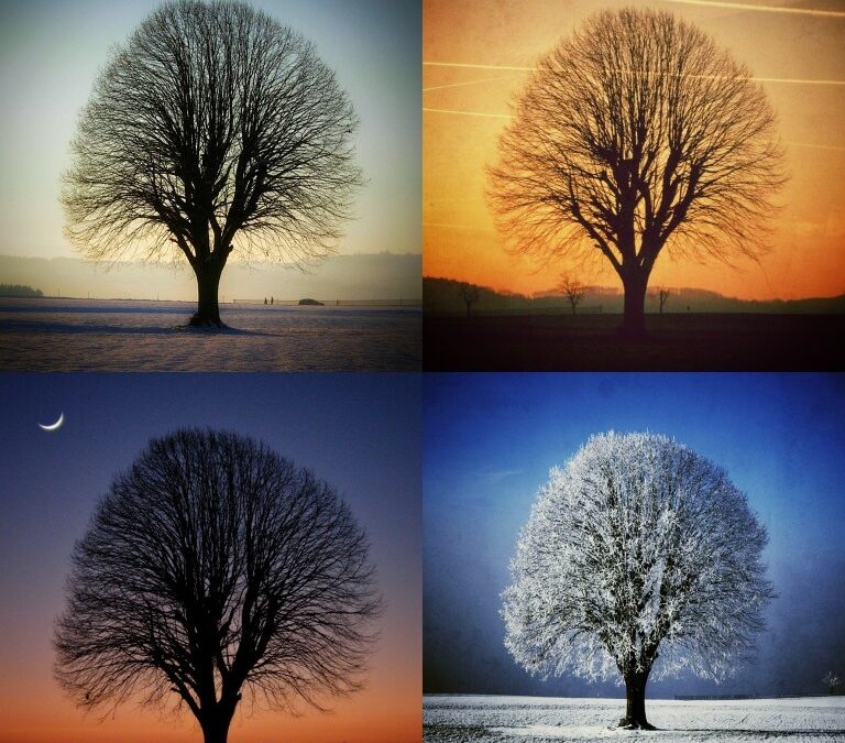 the same tree shown in all 4 seasons